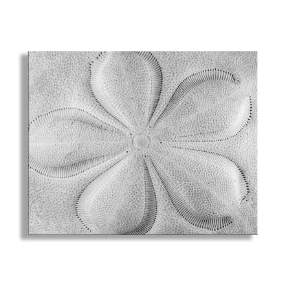 Decorative wall art with a geometric pattern on a white background. Sea Biscuit Sea Shell Artwork in Black and White | Abstract Wall Decor