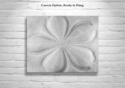 Sea Biscuit Sea Shell Artwork in Black & White | Abstract Nature Wall Decor