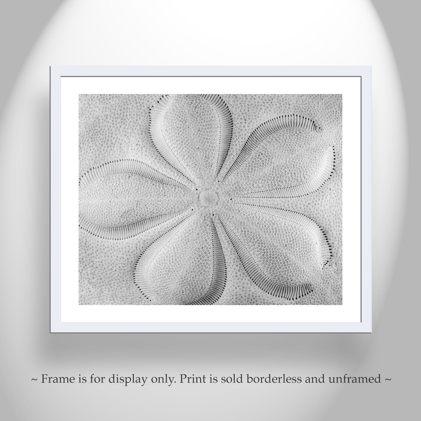 Sea Biscuit Sea Shell Artwork in Black & White | Abstract Nature Wall Decor