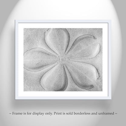 Sea Biscuit Sea Shell Artwork in Black & White | Abstract Nature Wall Decor