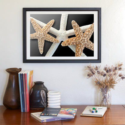 Seashell Wall Art with Starfish in Black & Beige as Bold Home Decor