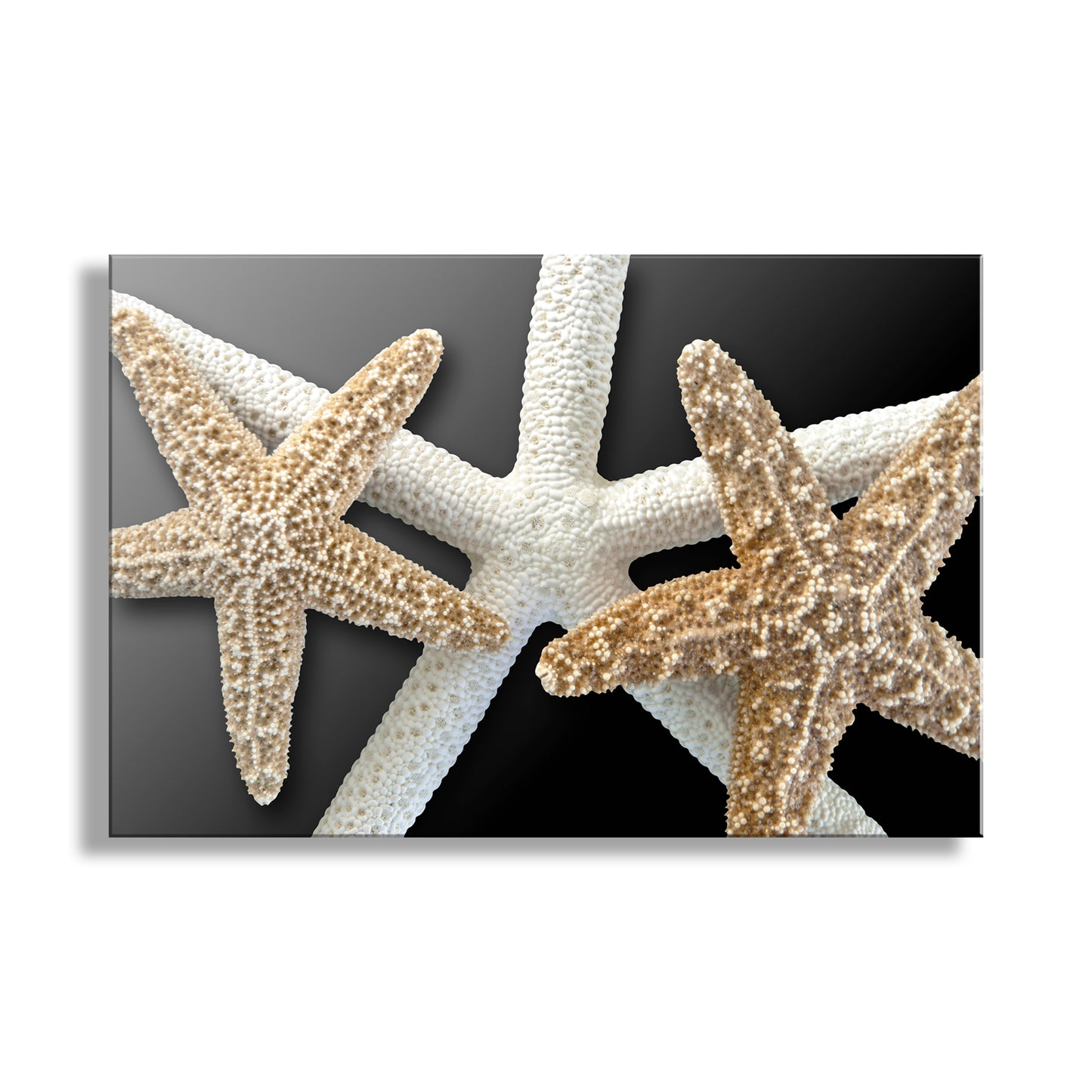 Decorative wall art with starfish on a dark background. Seashell Wall Art with Starfish in Black & Beige as Bold Home Decor