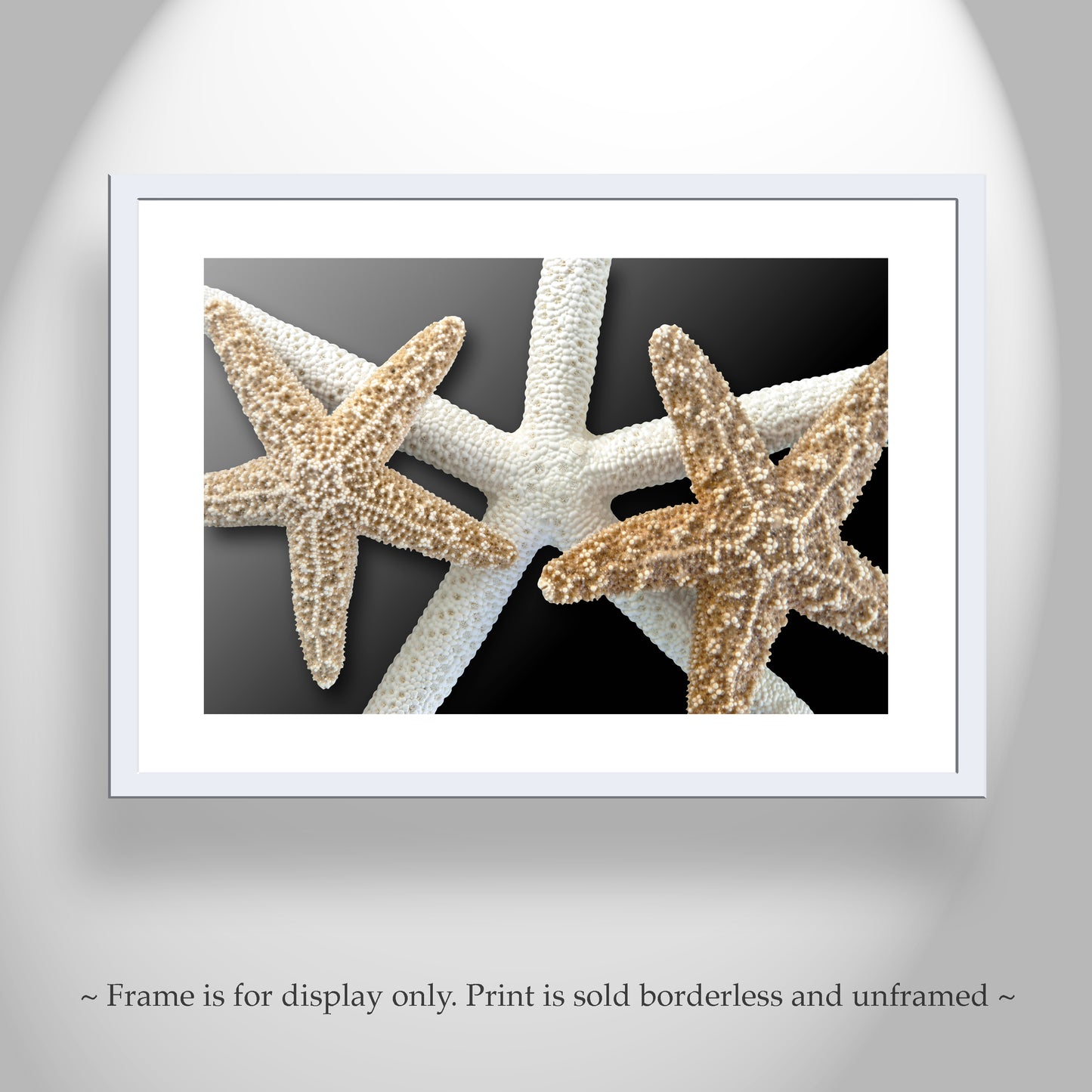Seashell Wall Art with Starfish in Black & Beige as Bold Home Decor