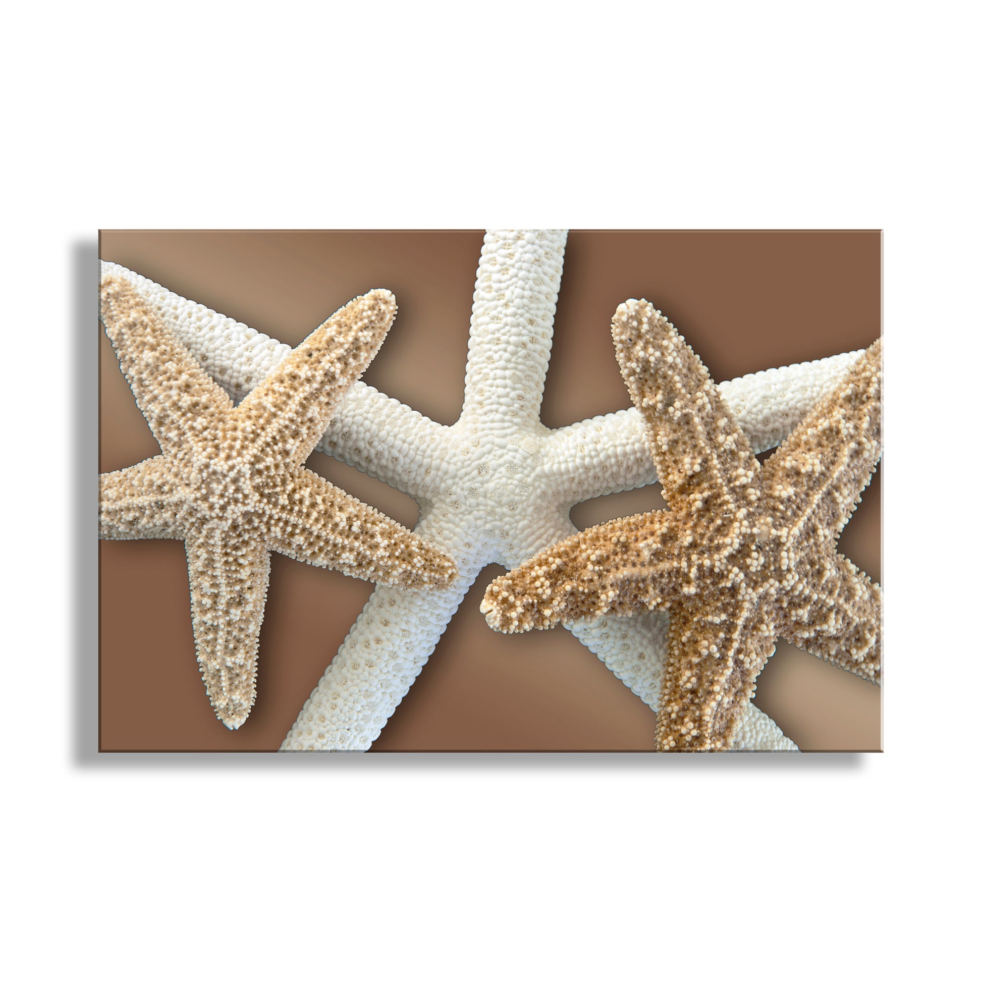 Two starfish on a brown background. Starfish Wall Decor for Bath on Framed Canvas in Beige & Gold