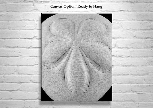 Sea Shell Picture in Black & White with Sea Biscuit | Abstract Nature Art