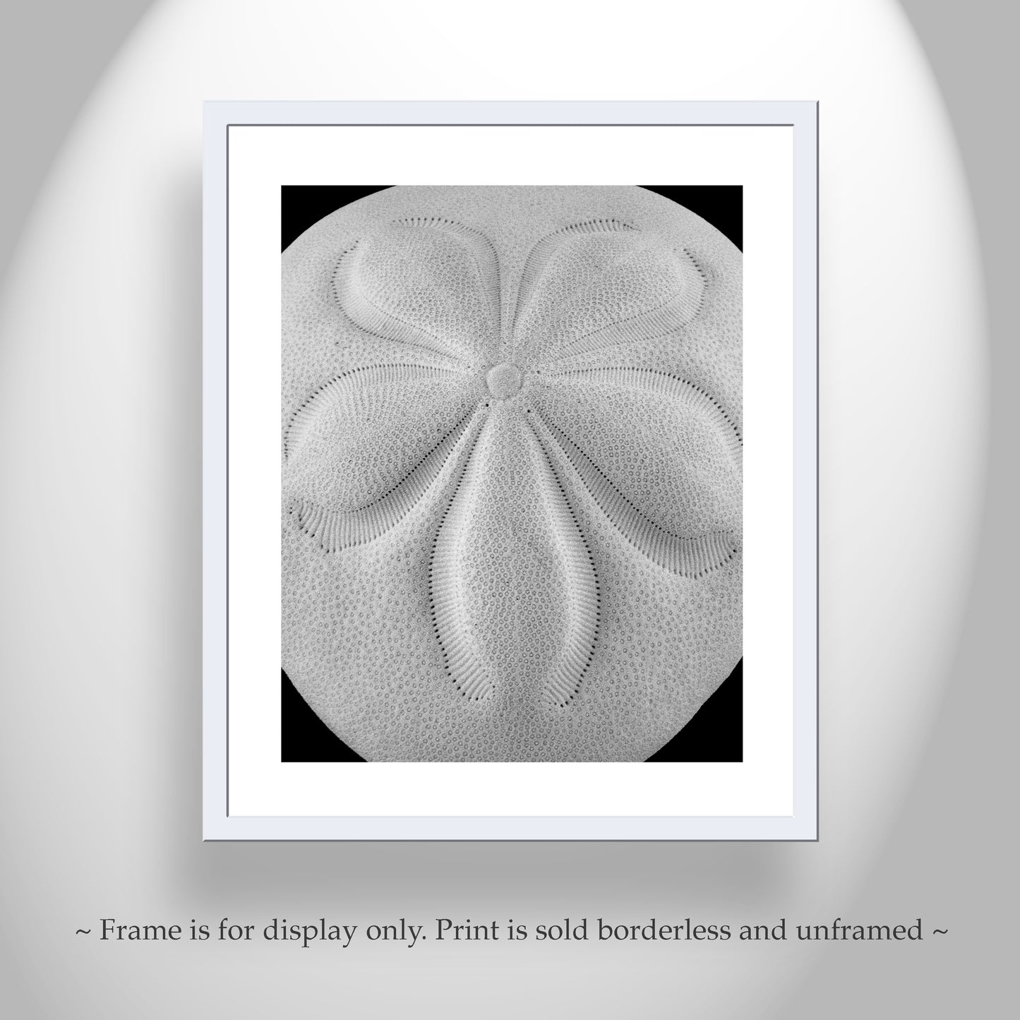 Sea Shell Picture in Black & White with Sea Biscuit | Abstract Nature Art