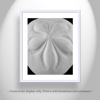 Sea Shell Picture in Black & White with Sea Biscuit | Abstract Nature Art