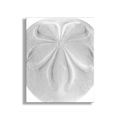 Close-up of a sand dollar on a white background. Minimalist Sea Biscuit Seashell Art Print in Black & White Abstract
