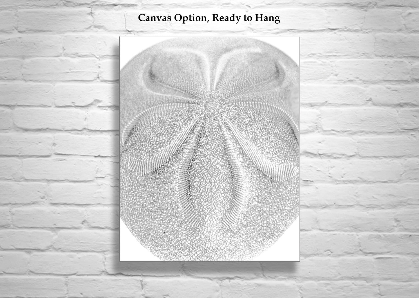 Minimalist Sea Biscuit Seashell Art Print in Black & White Abstract