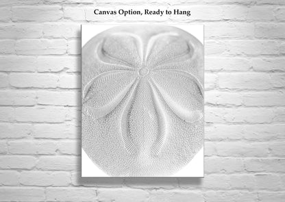 Minimalist Sea Biscuit Seashell Art Print in Black & White Abstract
