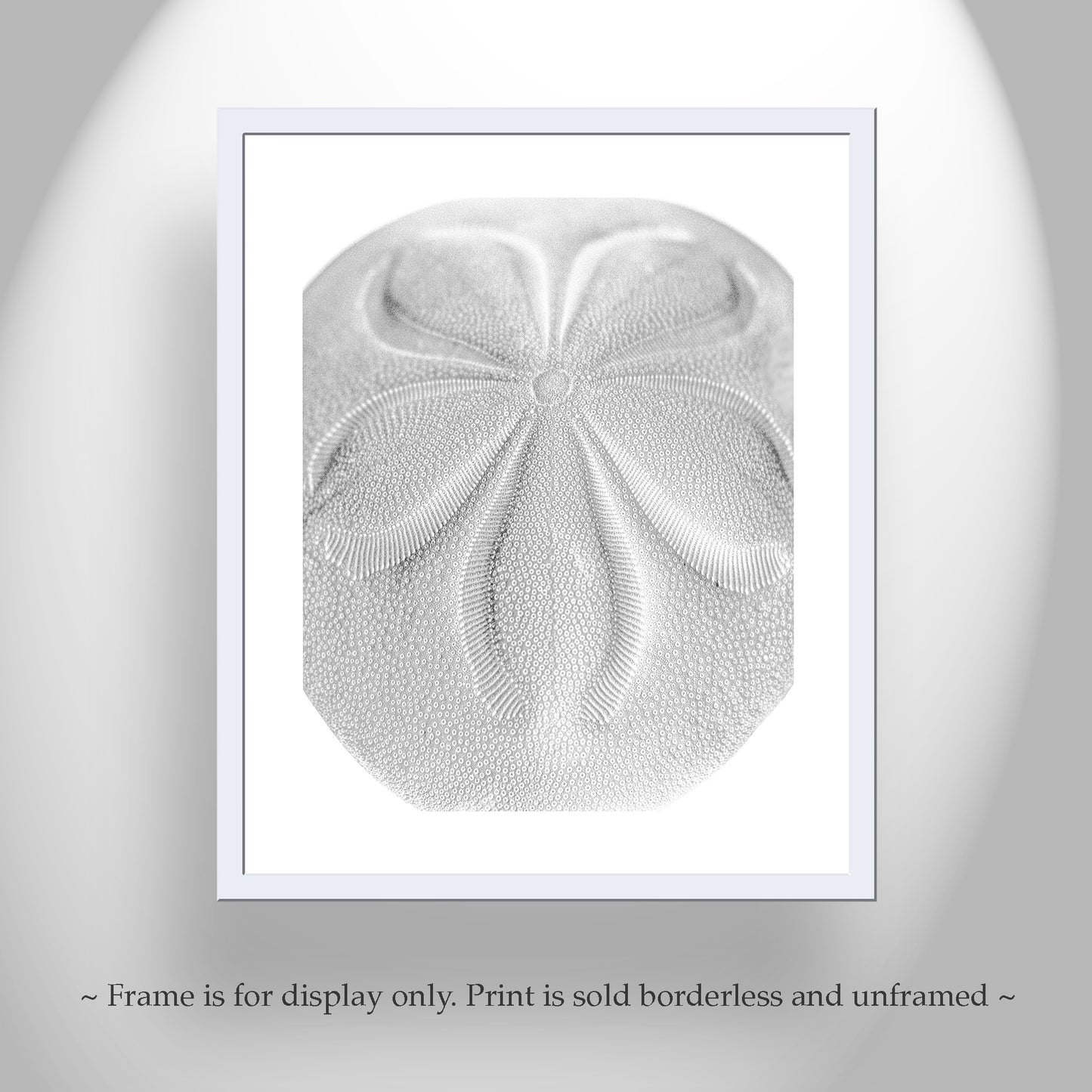 Minimalist Sea Biscuit Seashell Art Print in Black & White Abstract
