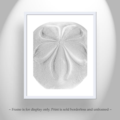 Minimalist Sea Biscuit Seashell Art Print in Black & White Abstract