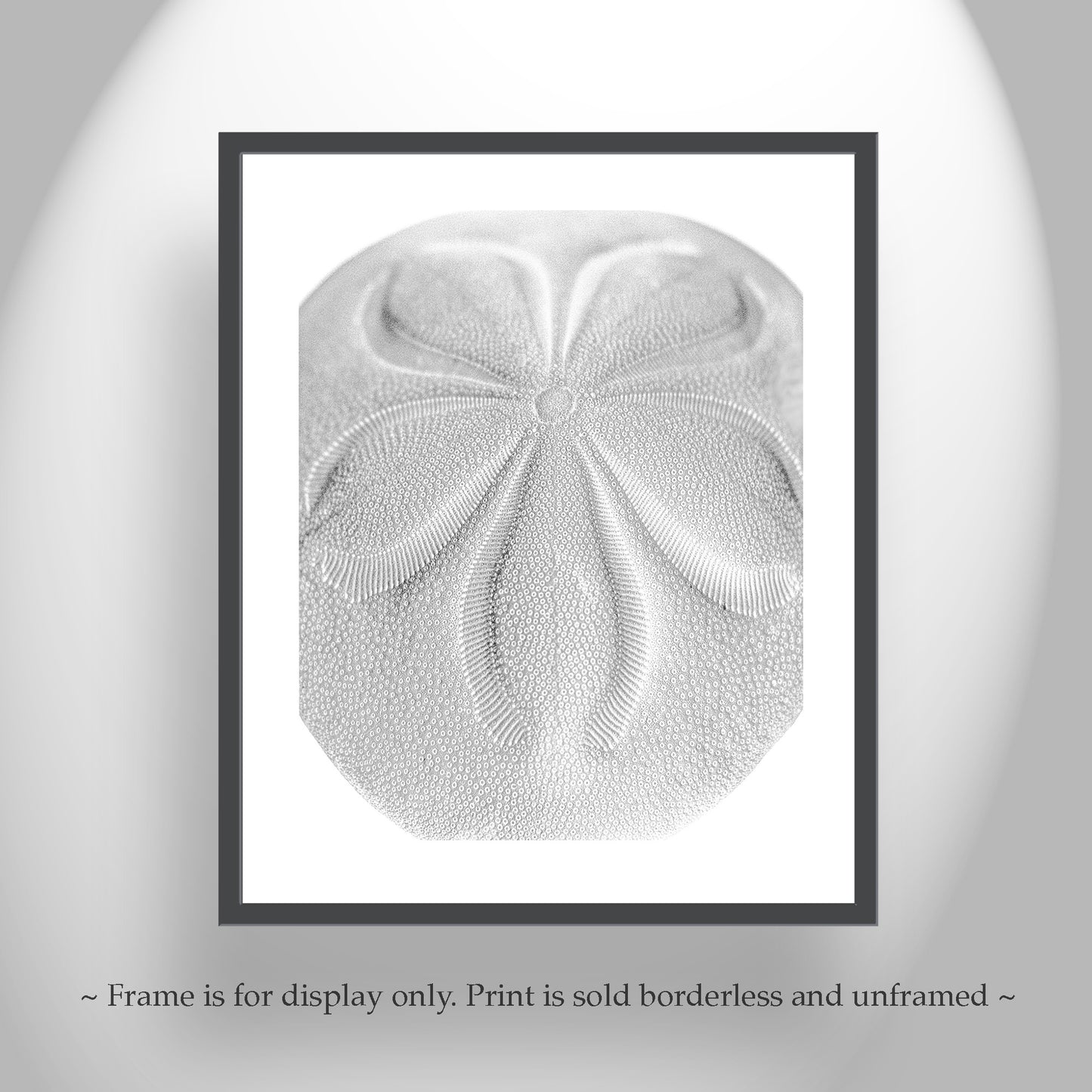 Minimalist Sea Biscuit Seashell Art Print in Black & White Abstract
