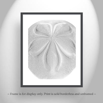 Minimalist Sea Biscuit Seashell Art Print in Black & White Abstract