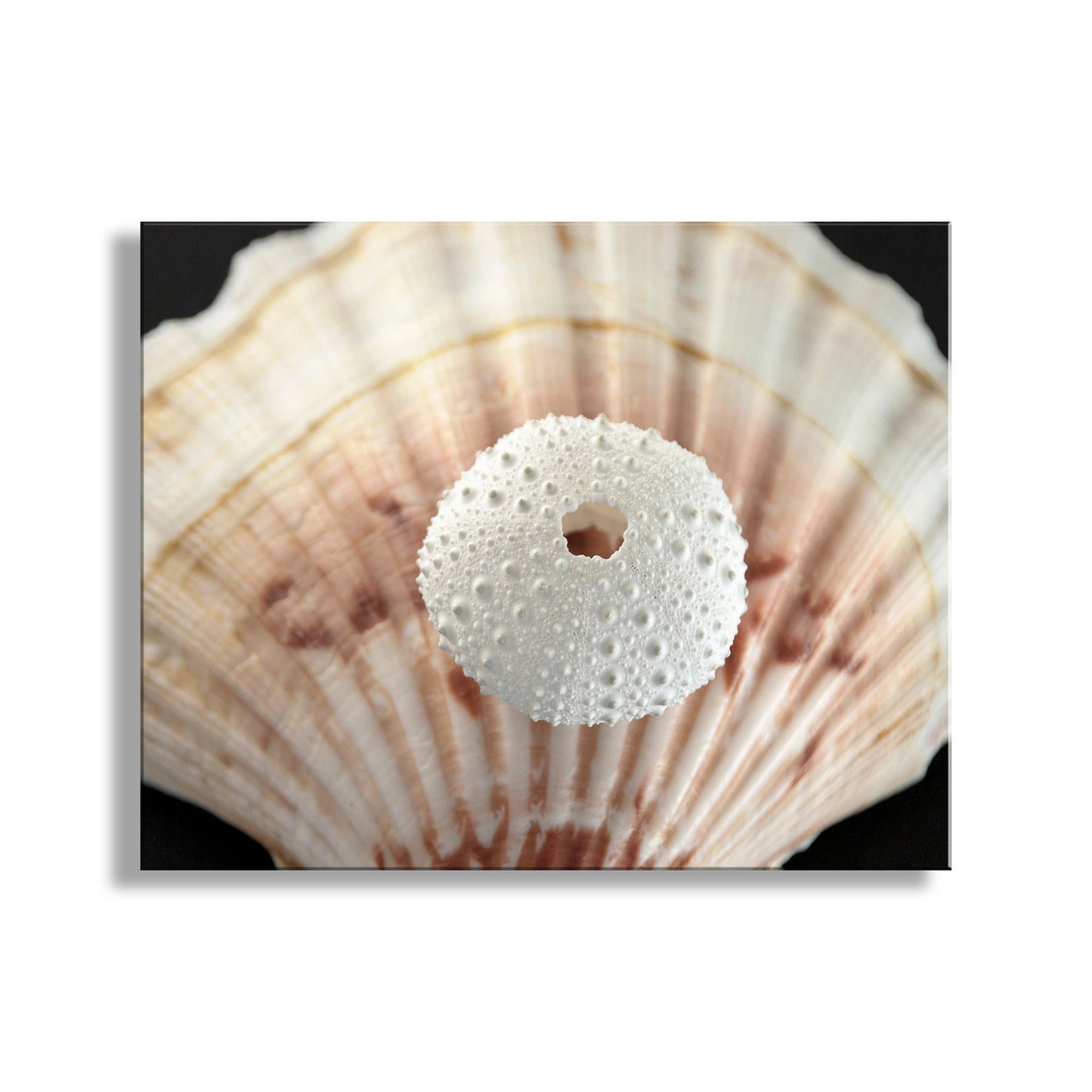White sand dollar on a large shell with a black background. Sea Urchin and Seashells Print in Bold Surreal Style Picture