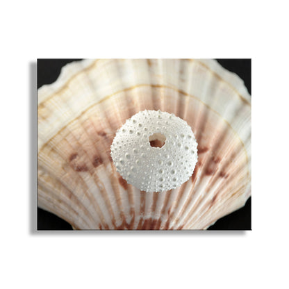 White sand dollar on a large shell with a black background. Sea Urchin and Seashells Print in Bold Surreal Style Picture