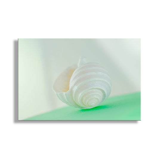 White shell on a light green background. Seashell Wall Art in Pale Green As Wall Decor for Bath or Home