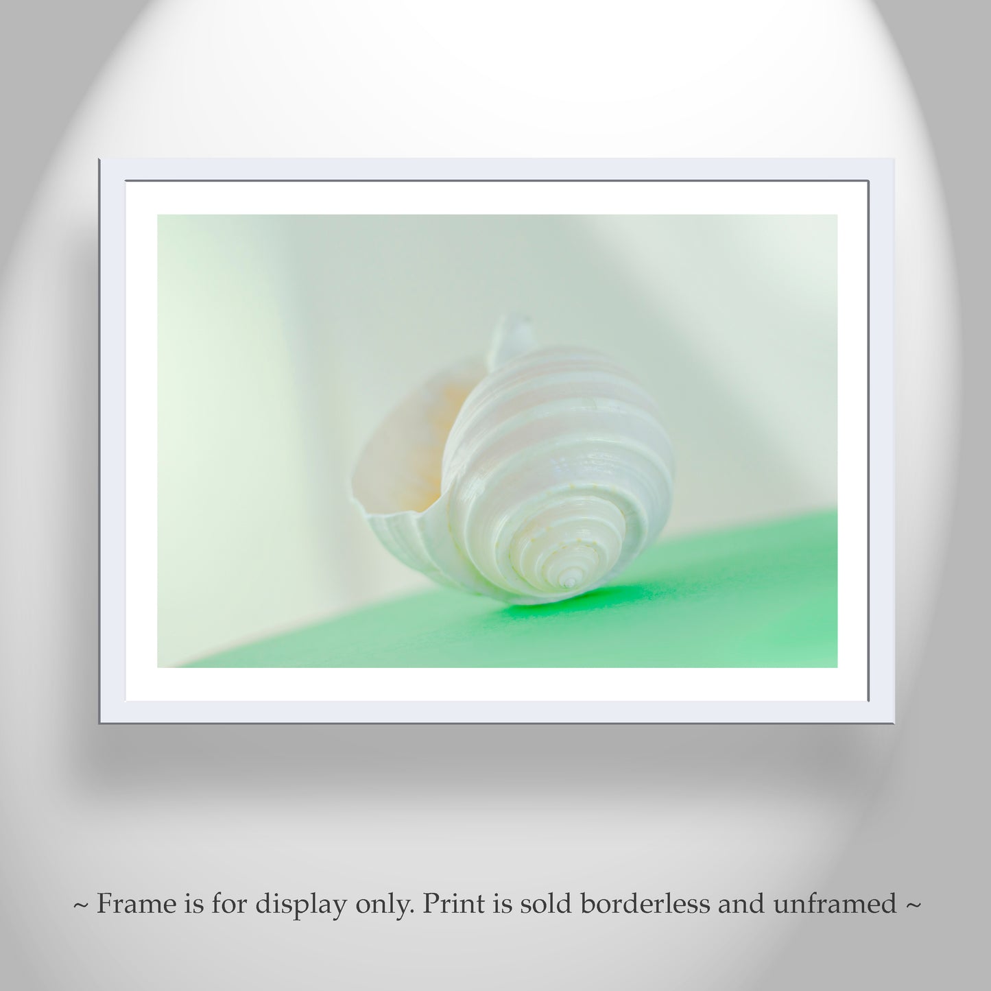 Seashell Wall Art in Pale Green As Wall Decor for Bath or Home