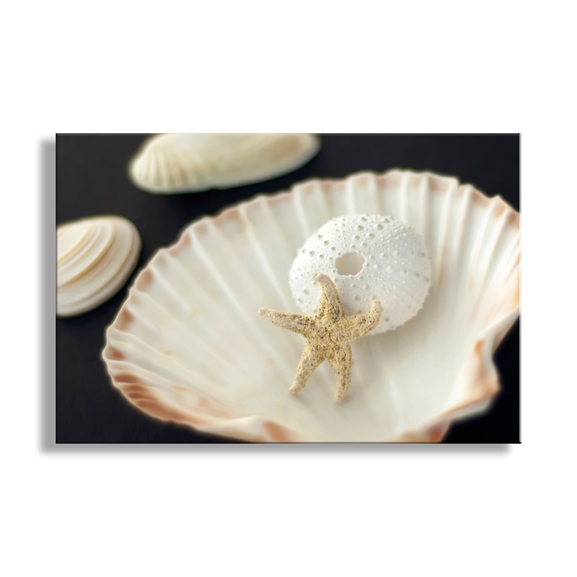 Shell with a starfish and sand dollar on a black background. Sea Urchin and Star Fish Decor as Bold Seashell Art for Home