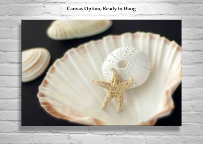 Sea Urchin and Star Fish Decor as Bold Seashell Art for Home
