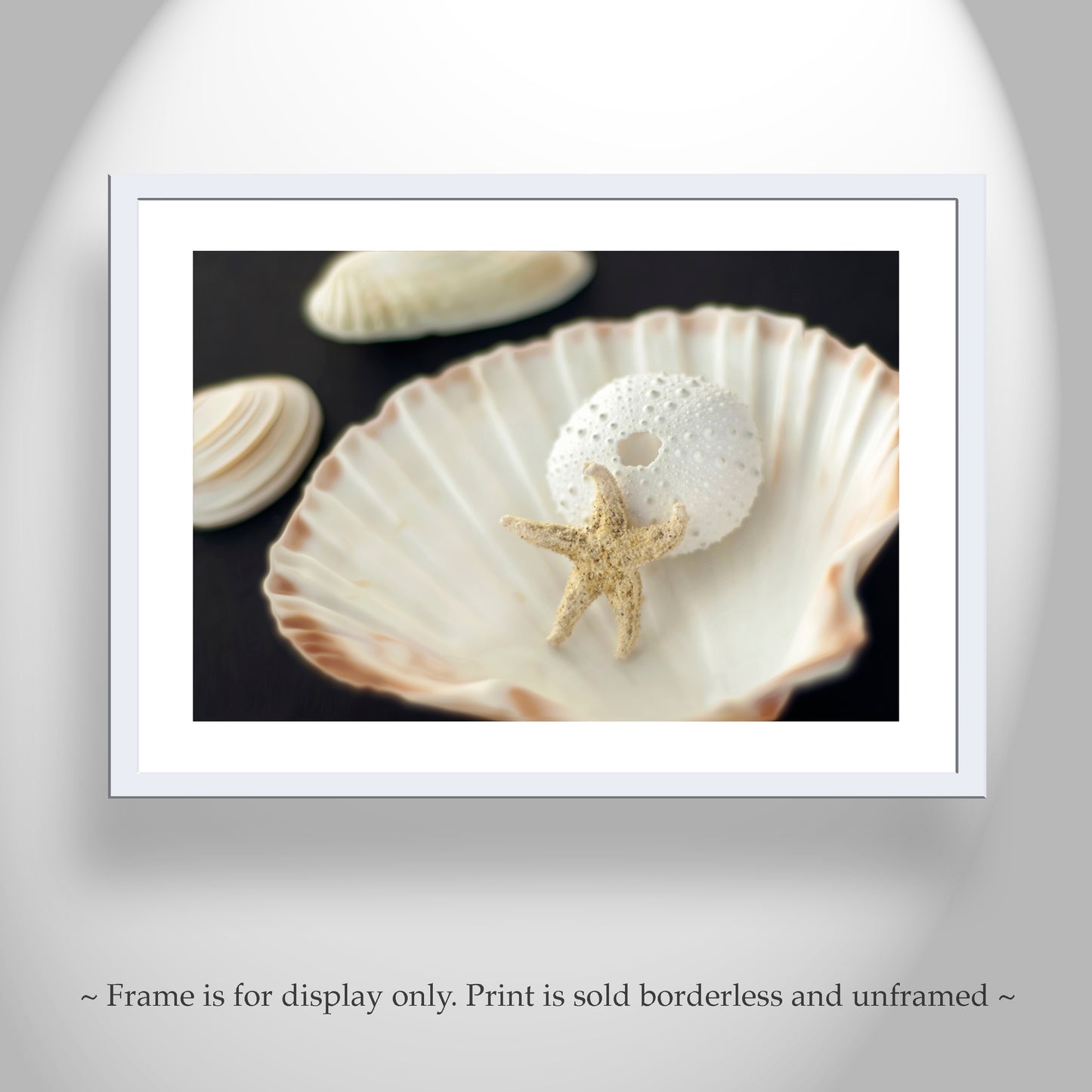 Sea Urchin and Star Fish Decor as Bold Seashell Art for Home
