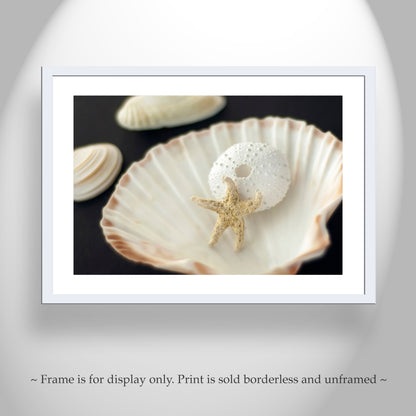 Sea Urchin and Star Fish Decor as Bold Seashell Art for Home