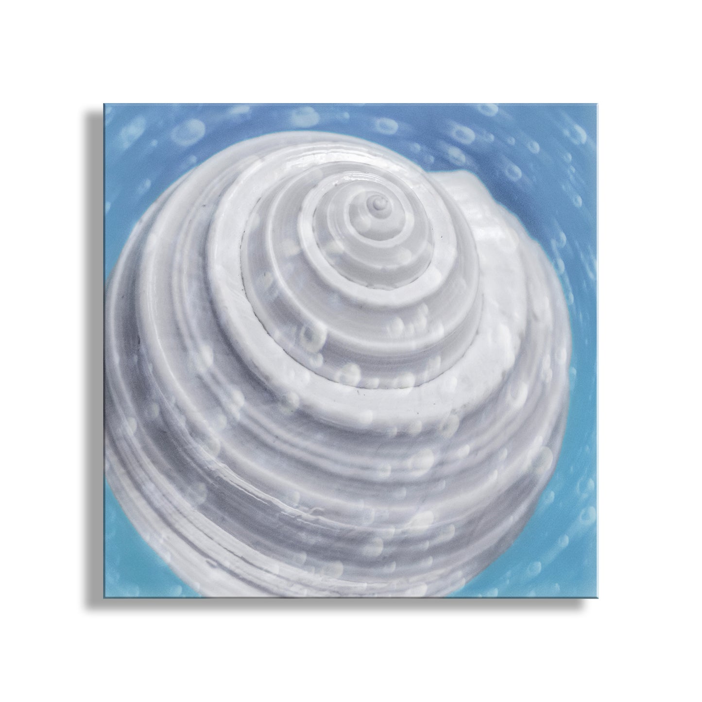 White shell with concentric circles on a blue background. Seashell Print Whimsical Wall Decor with Seashell & Bubbles