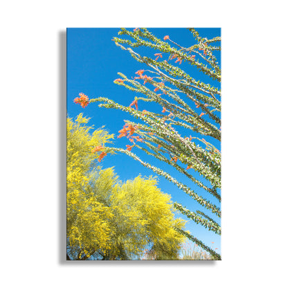 Tree with yellow flowers against a blue sky. Arizona Spring Desert Flower Nature Art with Ocotillo & Palo Verde Tree