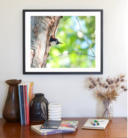 Acorn Woodpecker Bird Artwork | Spring Colors Birder Gift Print