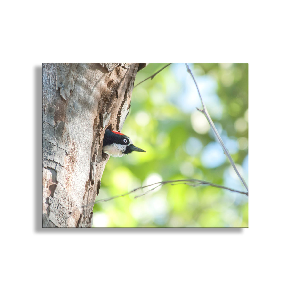 A woodpecker peeks out from a tree trunk, its head and beak visible against the blurred green foliage. Acorn Woodpecker Bird Artwork | Spring Colors Birder Gift Print