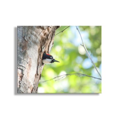 A woodpecker peeks out from a tree trunk, its head and beak visible against the blurred green foliage. Acorn Woodpecker Bird Artwork | Spring Colors Birder Gift Print