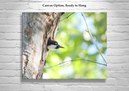 Acorn Woodpecker Bird Artwork | Spring Colors Birder Gift Print