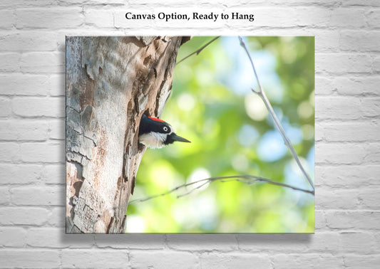 Birder Gift as Acorn Woodpecker Bird Artwork in Spring Colors