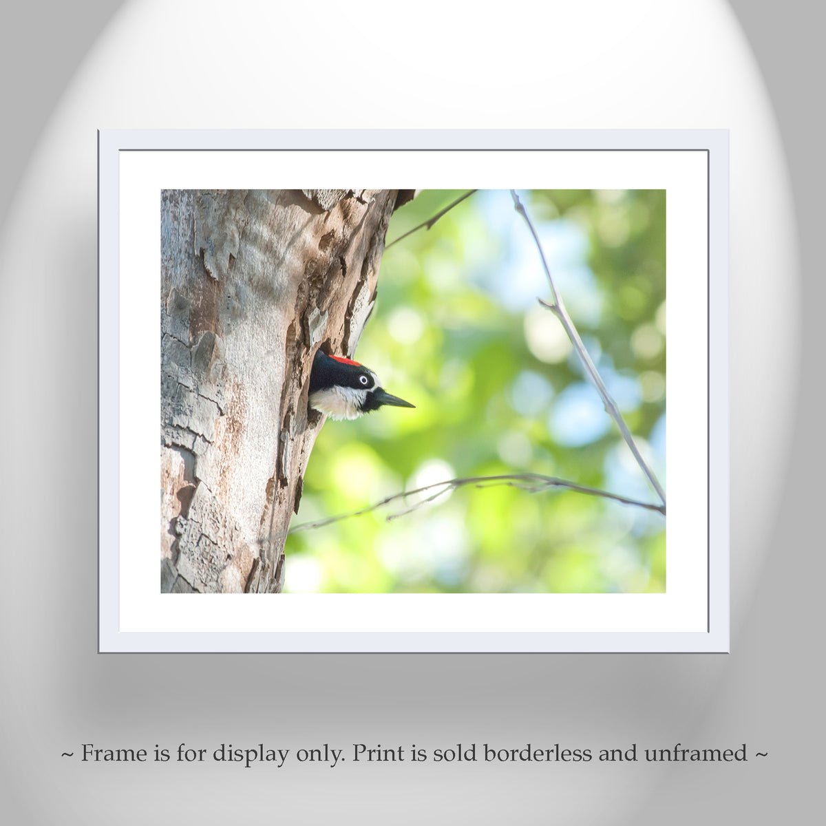 Acorn Woodpecker Bird Artwork | Spring Colors Birder Gift Print