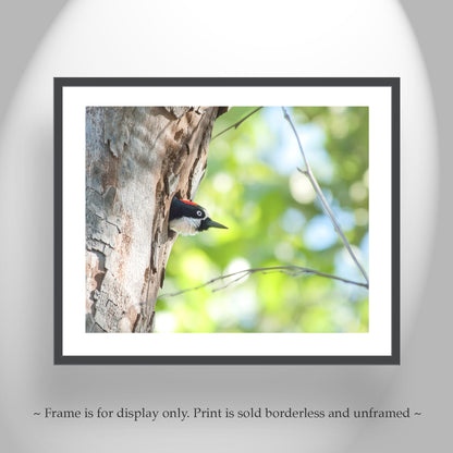 Acorn Woodpecker Bird Artwork | Spring Colors Birder Gift Print