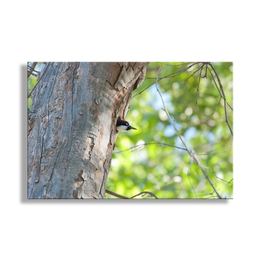 Acorn Woodpecker Bird Art as Wall Decor with Bright Spring Colors