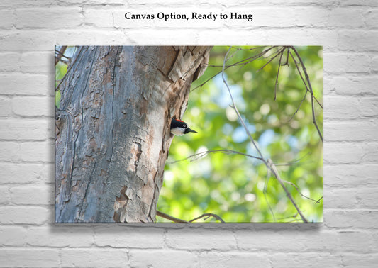 Acorn Woodpecker Bird Art as Wall Decor with Bright Spring Colors