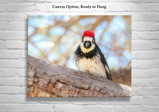 Cute Bird Photo Acorn Woodpecker Tucson Madera Canyon Art
