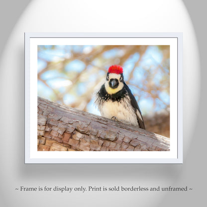 Cute Bird Photo Acorn Woodpecker Tucson Madera Canyon Art