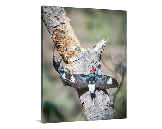 Forest Bird Wall Art with Woodpeckers as Home Nature Decor
