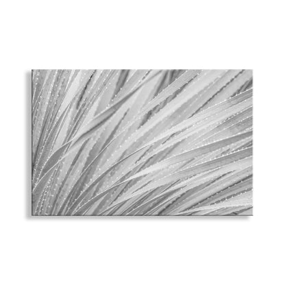 Abstract gray and white pattern on a white background. Desert Agave Art Print in Black and White as Botanical Wall Art