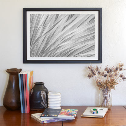 Black & White Agave Print | Fine Art Desert Botanical Canvas
