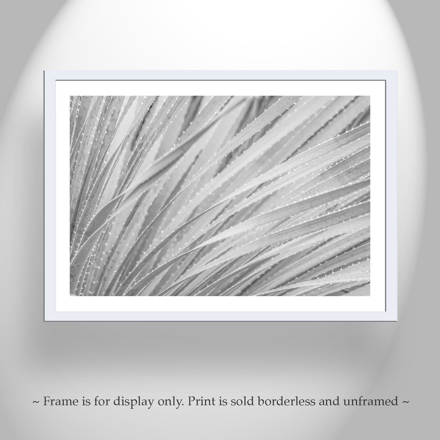 Black & White Agave Print | Fine Art Desert Botanical Canvas