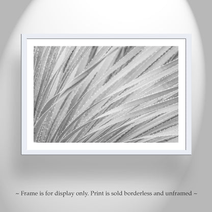 Black & White Agave Print | Fine Art Desert Botanical Canvas