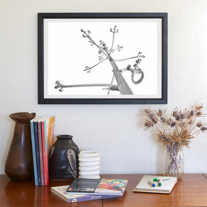 Desert Agave Black and White Fine Art Nature Photography