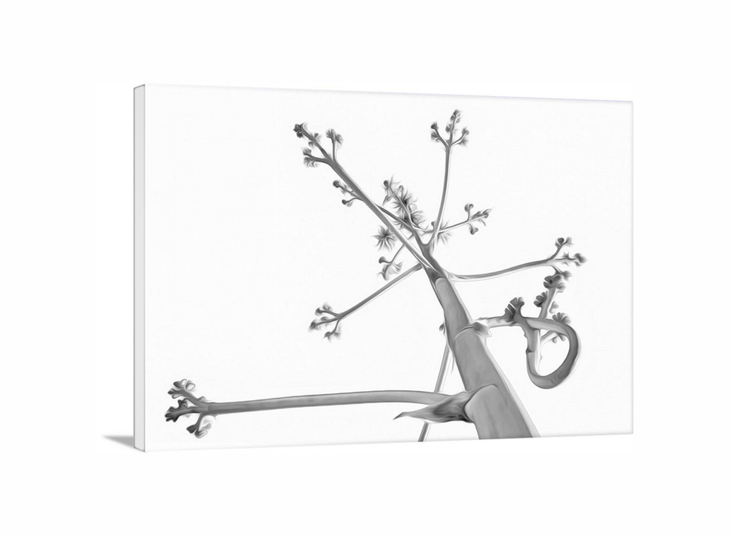 Black and white illustration of a branch with flowers on a white background. Desert Agave Black and White Fine Art Nature Photography. Abstract Minimalist Art.