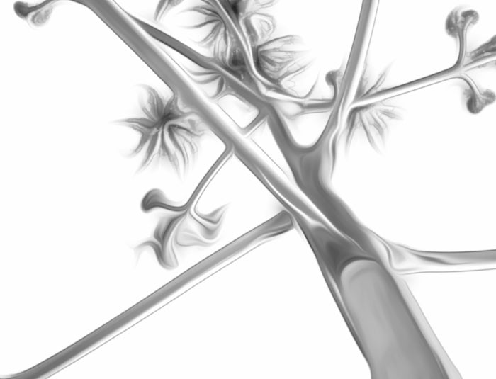 Desert Agave Black and White Fine Art Nature Photography