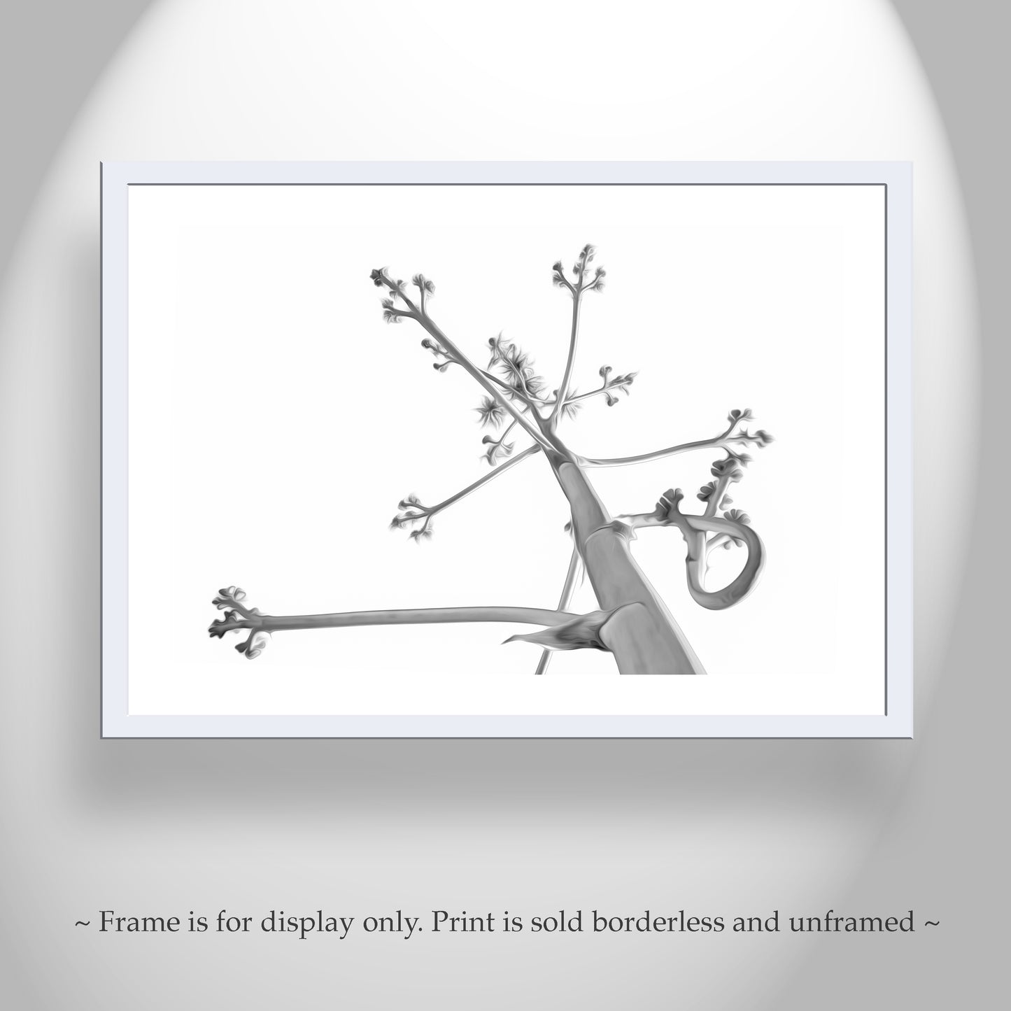 Desert Agave Black and White Fine Art Nature Photography