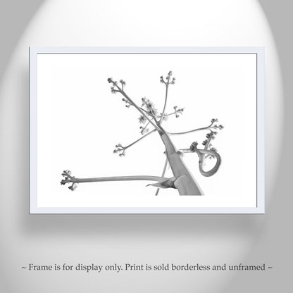 Desert Agave Black and White Fine Art Nature Photography