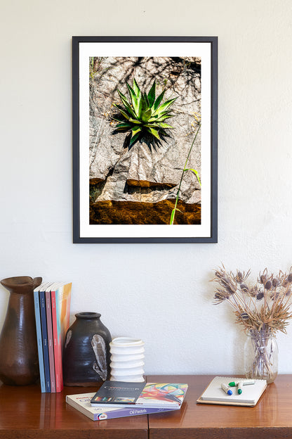 Desert Agave Century Plant Art in Arizona Desert at Mexico Border